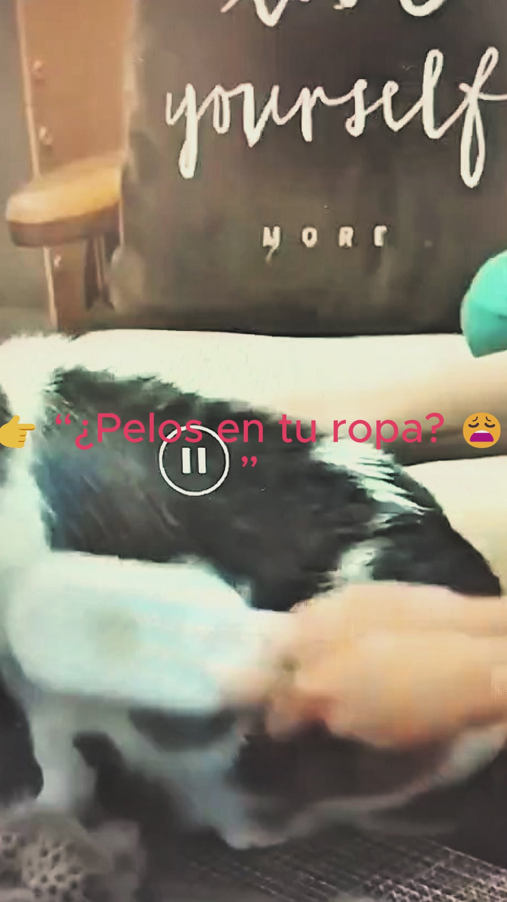 "Video demostrativo del Cepillo de Vapor para Mascotas MonteNova en uso con un gato. Muestra cómo el vapor suave ayuda a eliminar el pelo suelto, desinfectar y masajear al mismo tiempo, evitando que el pelo vuele por la casa. La solución perfecta para mantener tu hogar impecable y a tu mascota relajada."MonteNova